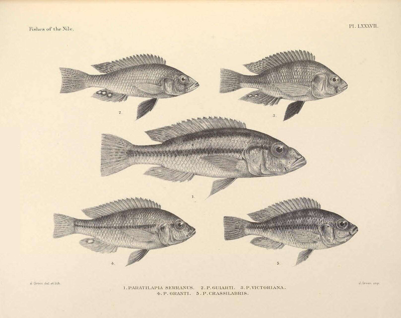 Image de Haplochromis