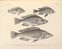 صورة Hemichromis bimaculatus Gill 1862