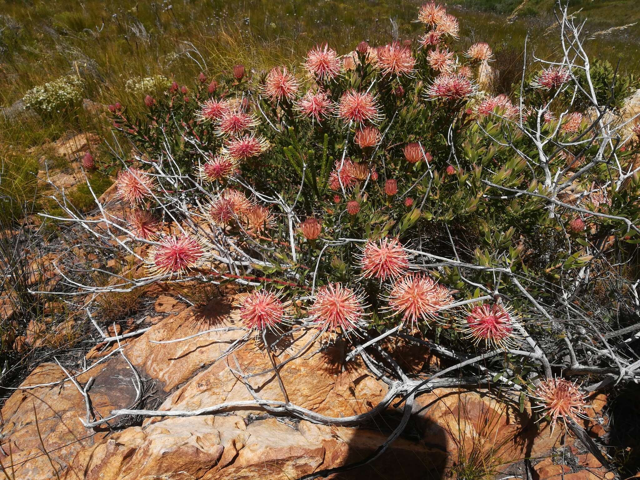 Imagem de <i>Leucospermum <i>tottum</i></i> var. tottum