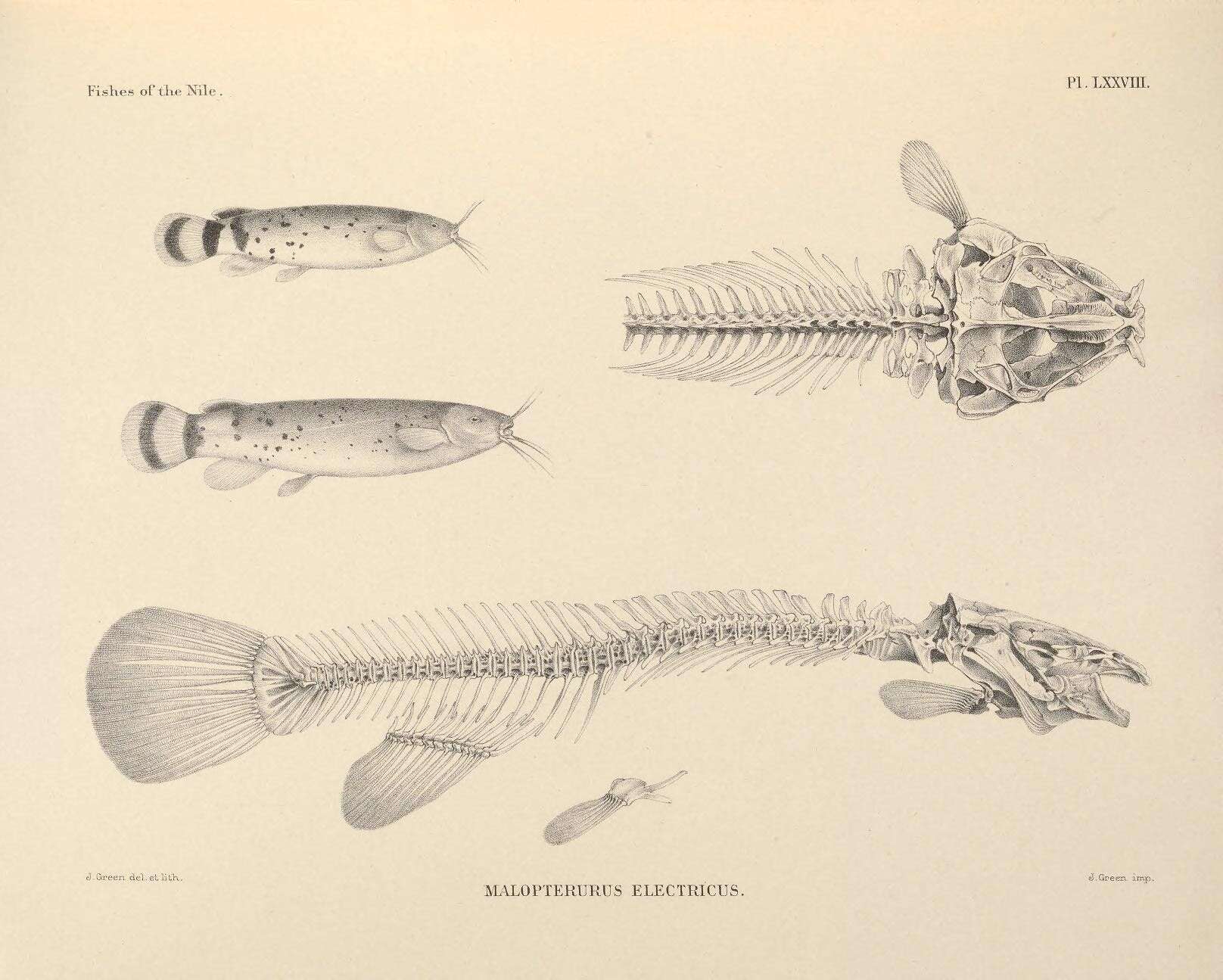 Image of electric catfishes