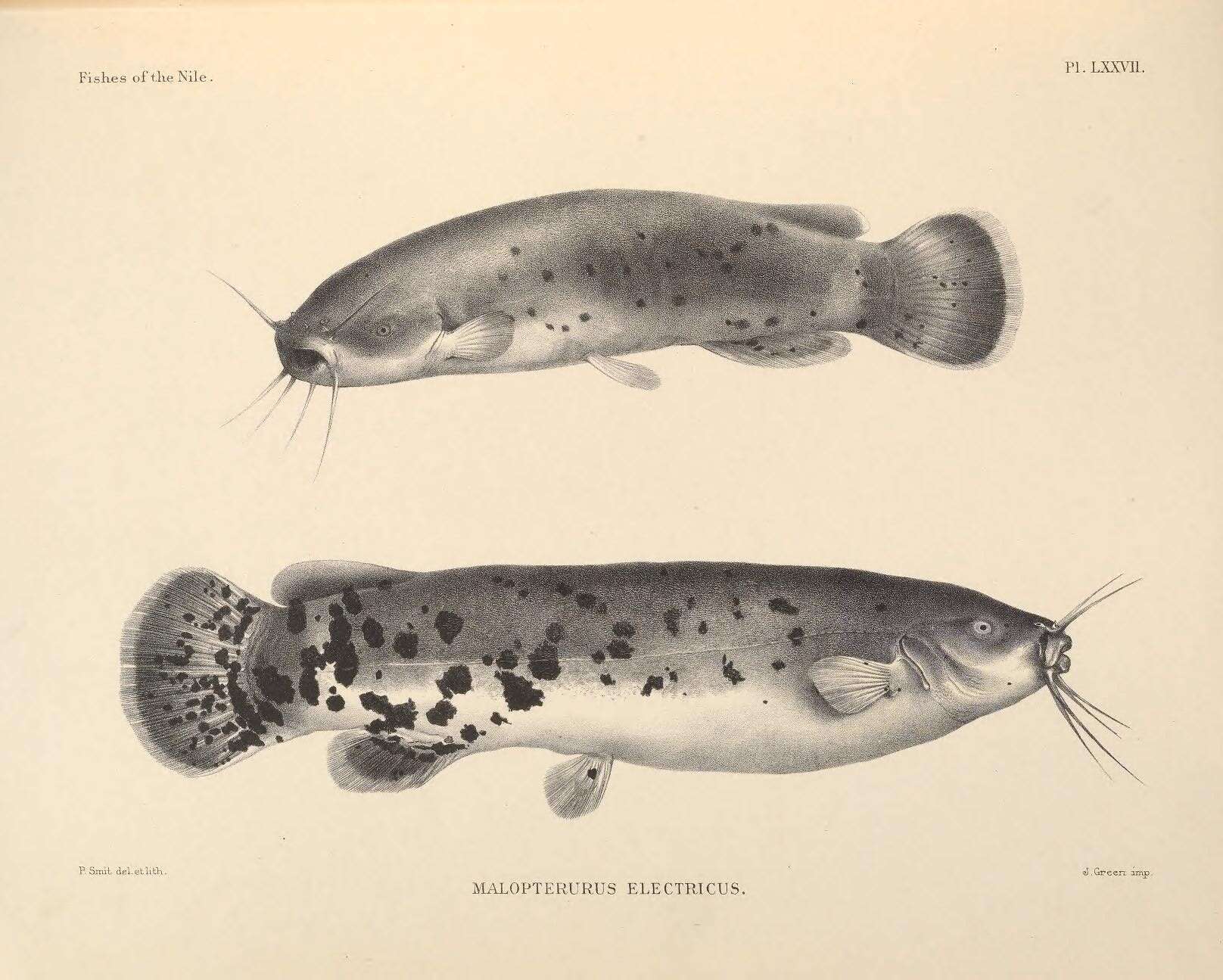 Image of electric catfishes