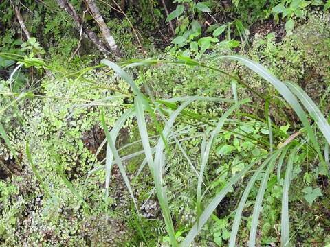 Image of Tripsacum jalapense De Wet & Brink