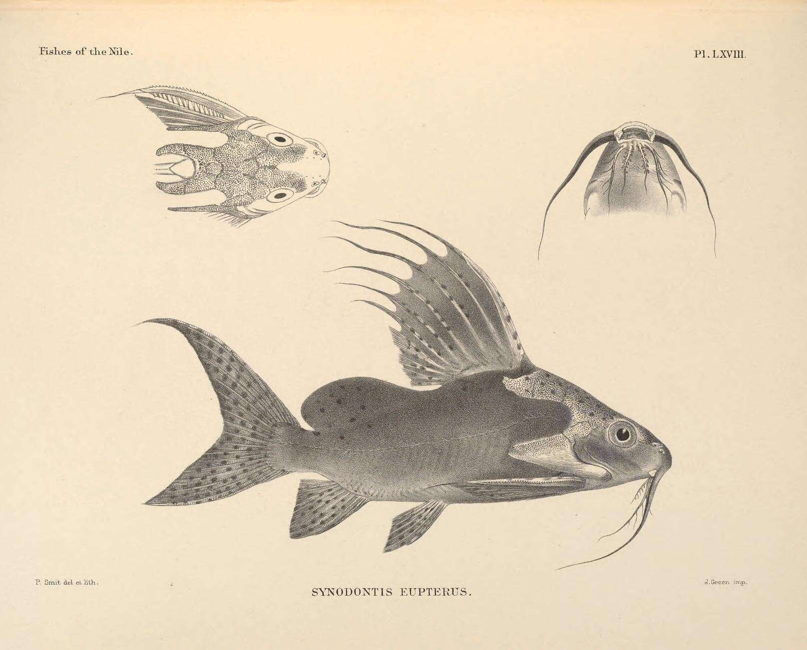 Image of Featherfin squeaker