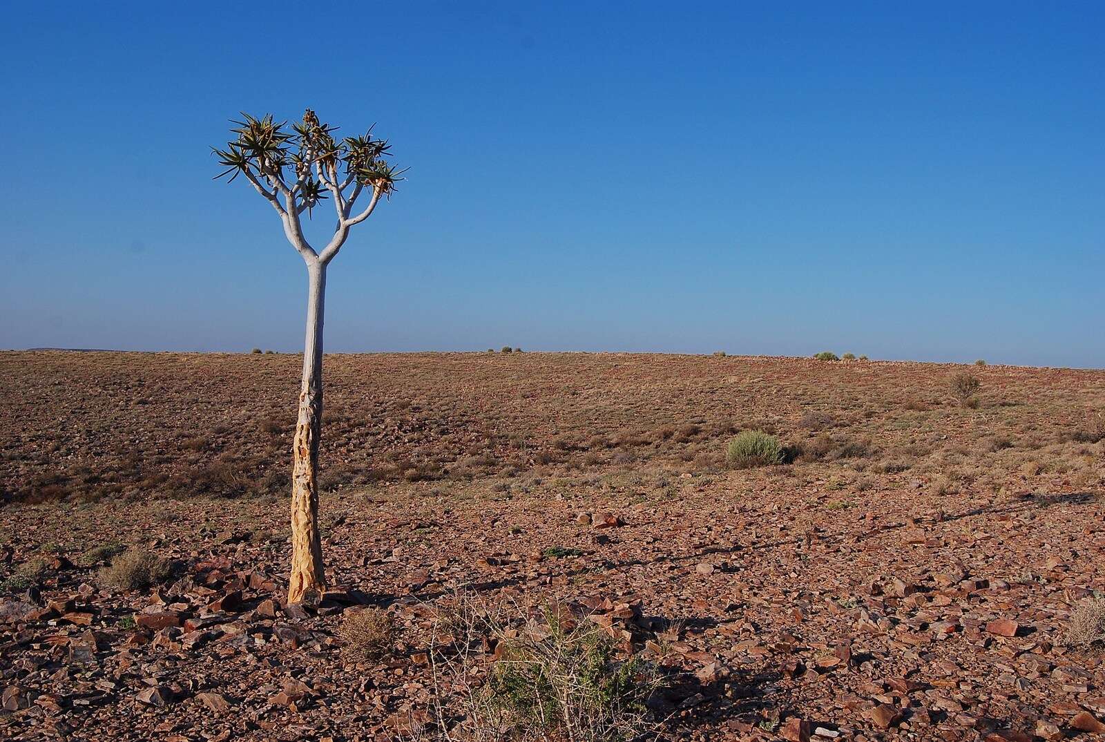 Image de Aloidendron dichotomum (Masson) Klopper & Gideon F. Sm.