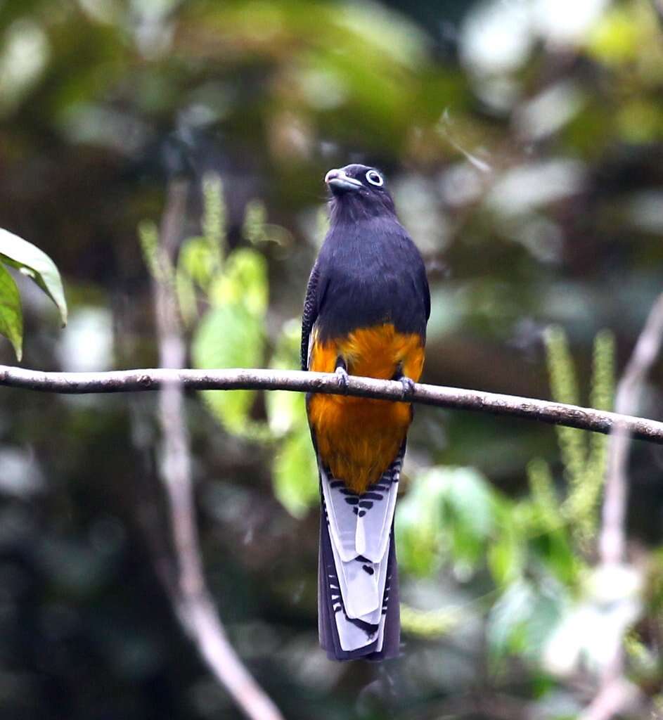 Plancia ëd Trogon chionurus Sclater, PL & Salvin 1871