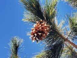 Sivun Pinus flexilis var. reflexa Engelm. kuva