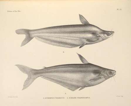 Слика од Schilbe mystus (Linnaeus 1758)