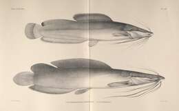 Image of Eel-like Fattyfin Catfish