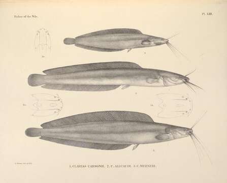 Image of Allauad's Catfish