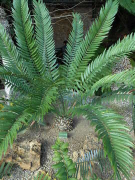 Image de Encephalartos lehmannii Lehm.