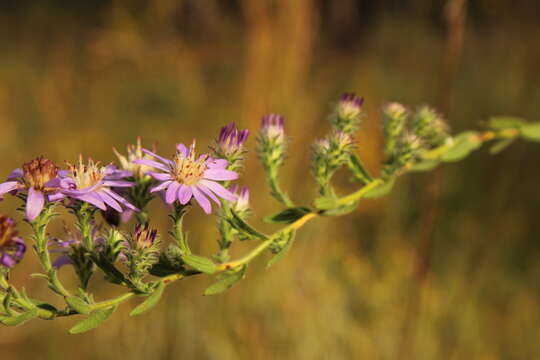 Image of Symphyotrichum plumosum (Small) Semple