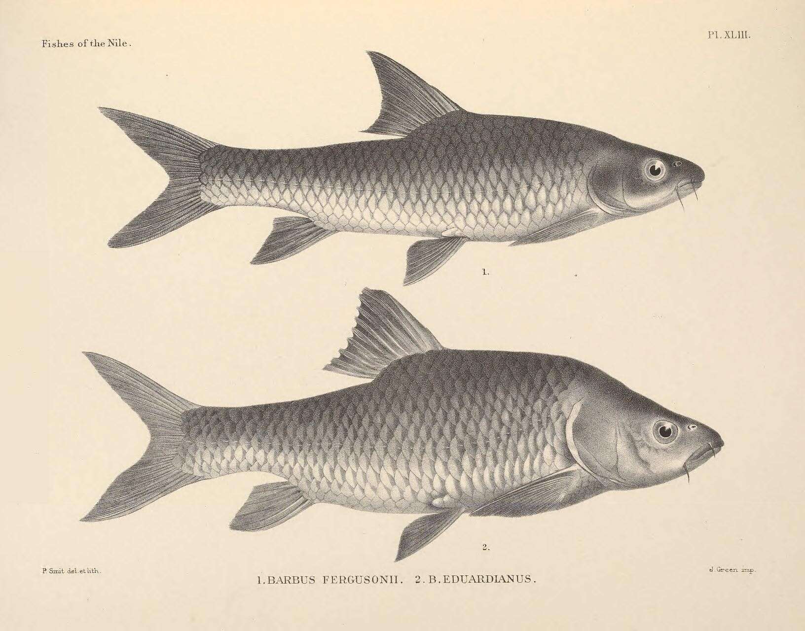 Image de Labeobarbus altianalis (Boulenger 1900)