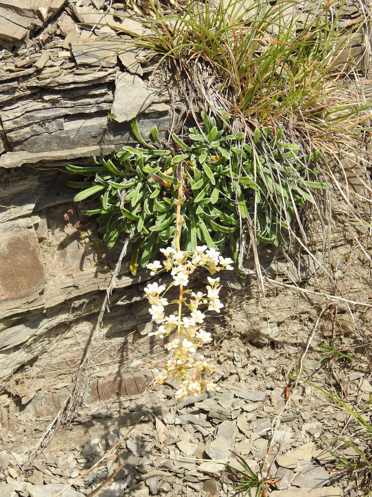 Sivun Saxifraga callosa Sm. kuva