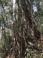 Image de Ficus maroma Castellanos