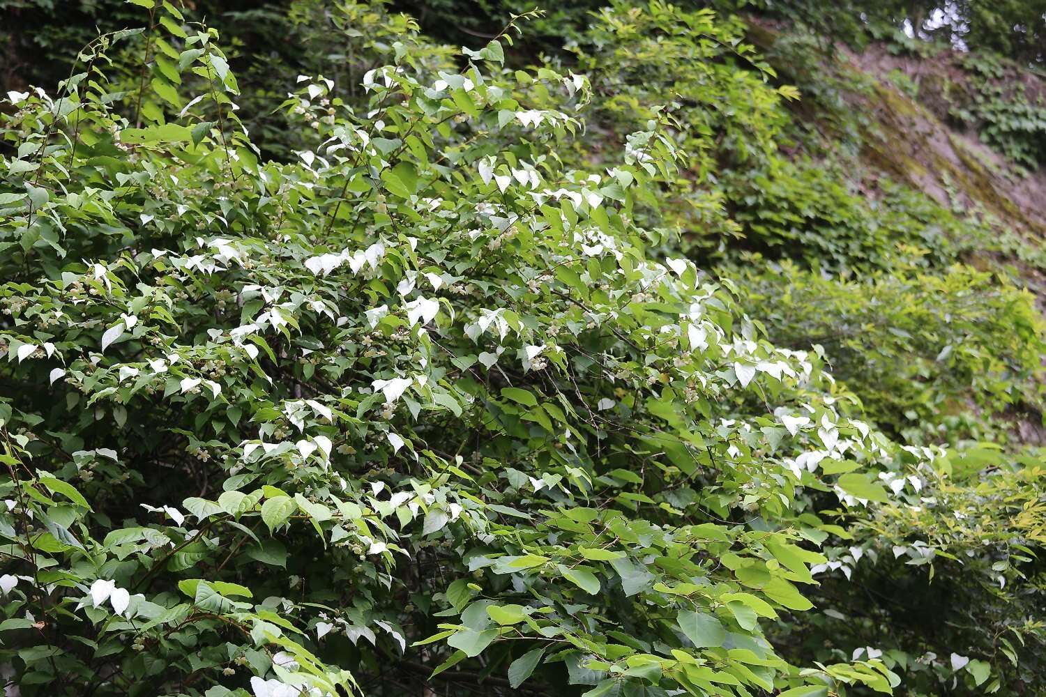 Image of silver vine