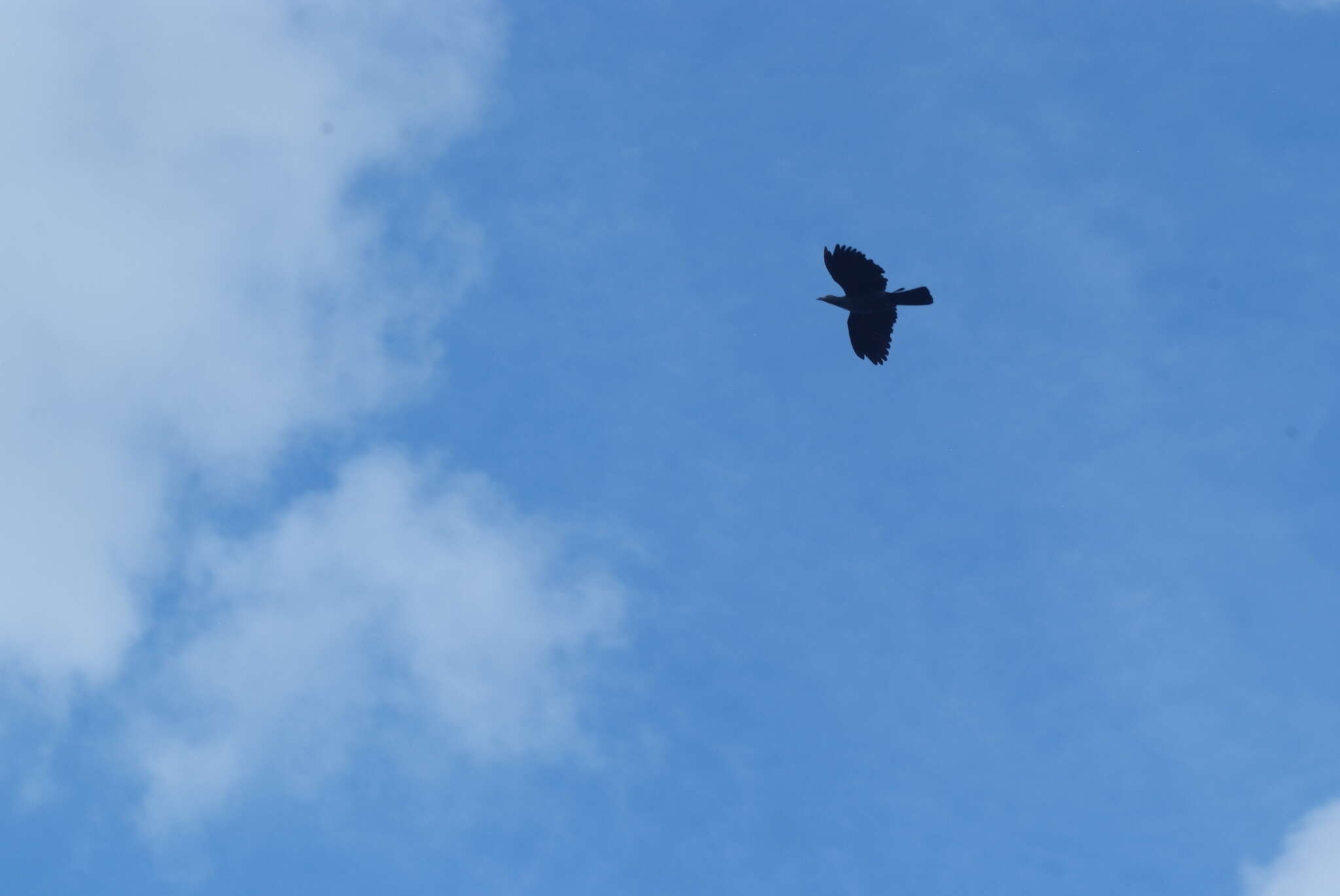 Image of Marquesan Imperial Pigeon