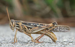 Image of American Bird Grasshopper