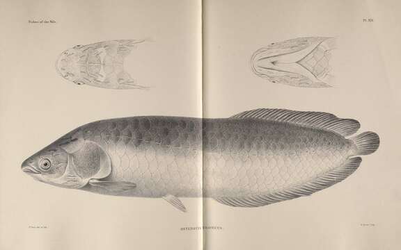 Image of African arowana