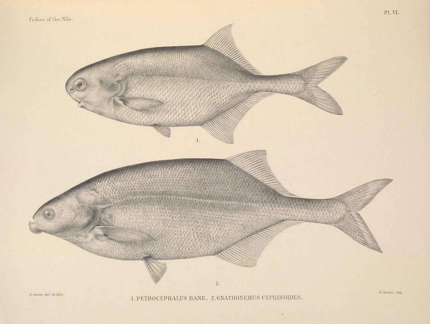 Image of Petrocephalus bane (Lacepède 1803)