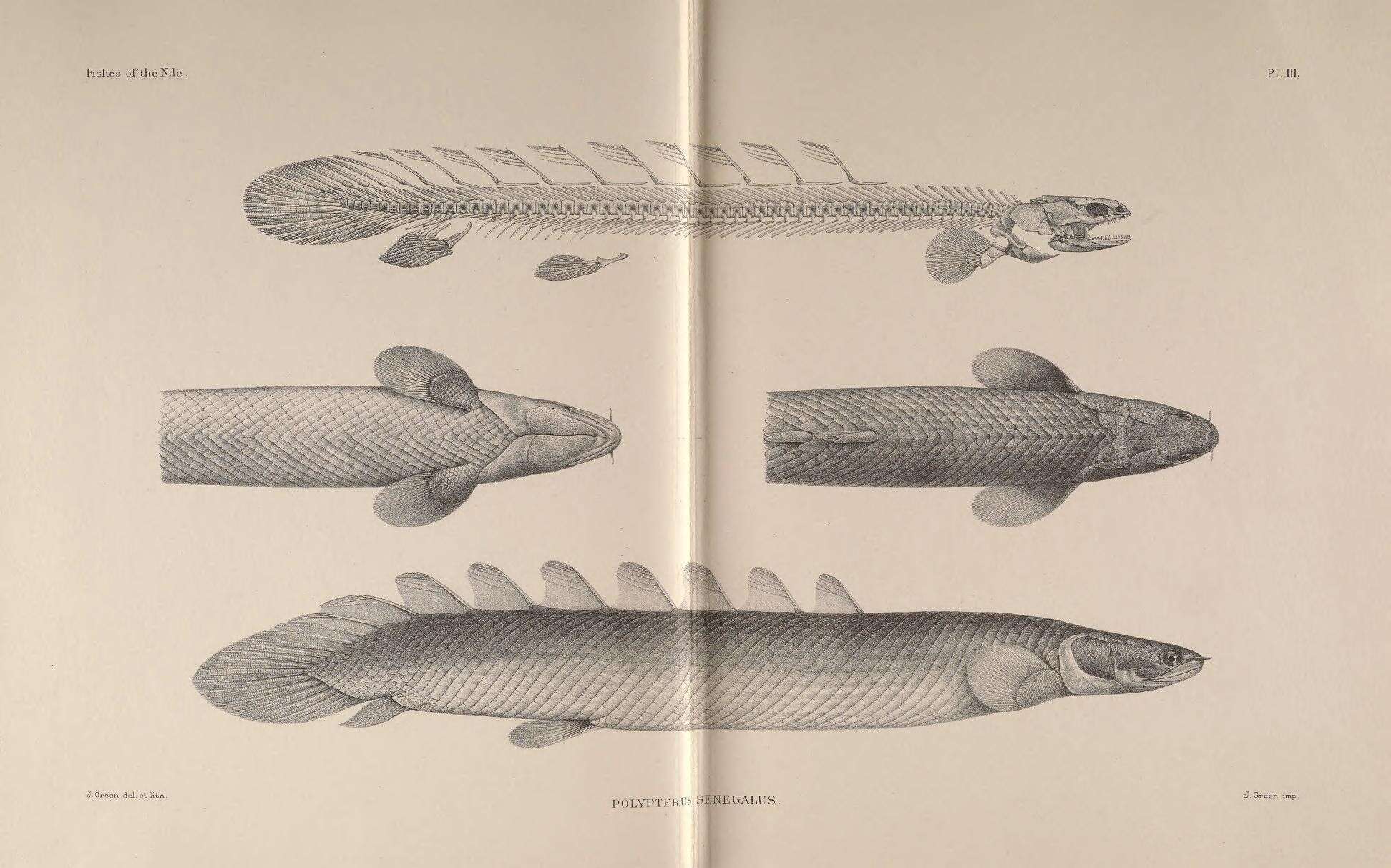 Image of Gray bichir