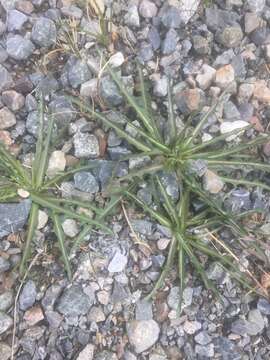 Image of Horned Dandelion