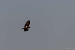 Image of Asian Imperial Eagle