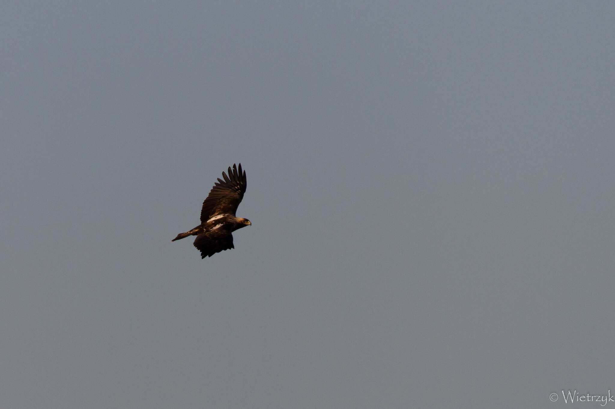 Image of Asian Imperial Eagle