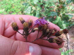 Image de Vernonia glauca (L.) Willd.