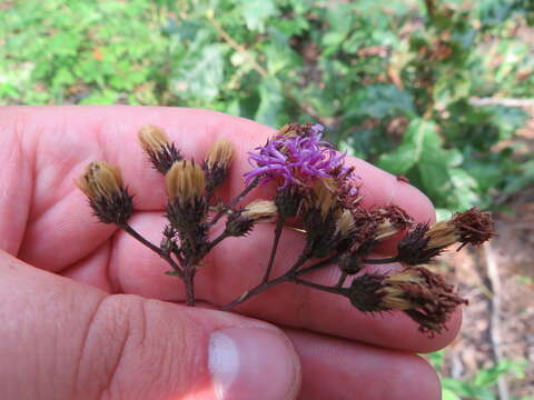 صورة Vernonia glauca (L.) Willd.