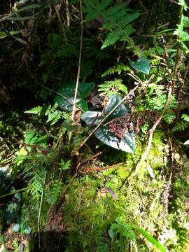 Image of Asarum taipingshanianum S. F. Huang, T. H. Hsieh & T. C. Huang