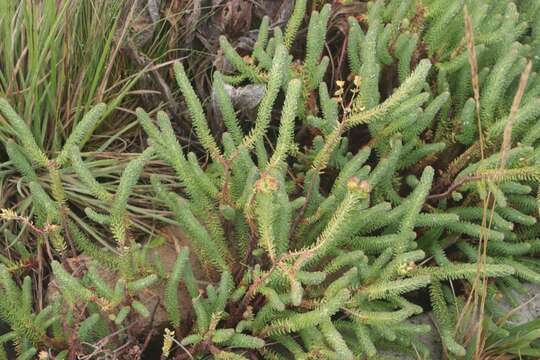 Image of Euphorbia natalensis Bernh. ex C. Krauss