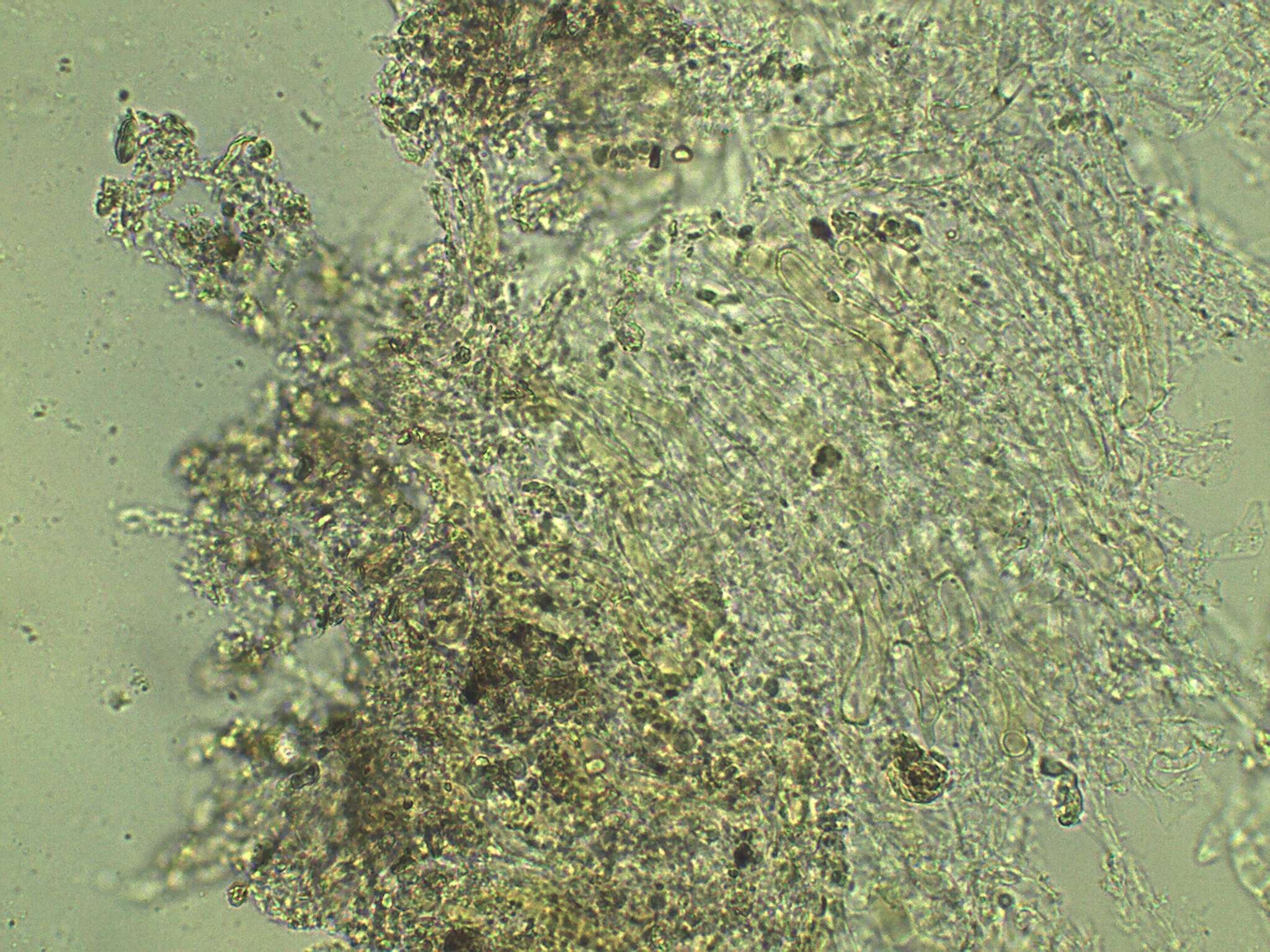 Image of Hygrocybe purpureofolia (H. E. Bigelow) Courtec. 1989