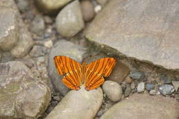 Image of Chersonesia risa Doubleday (1848)