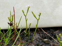 Image de Stylidium despectum R. Br.