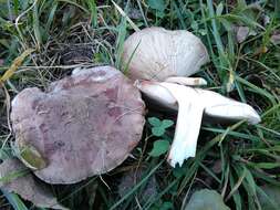 Image of Tricholoma populinum J. E. Lange 1933