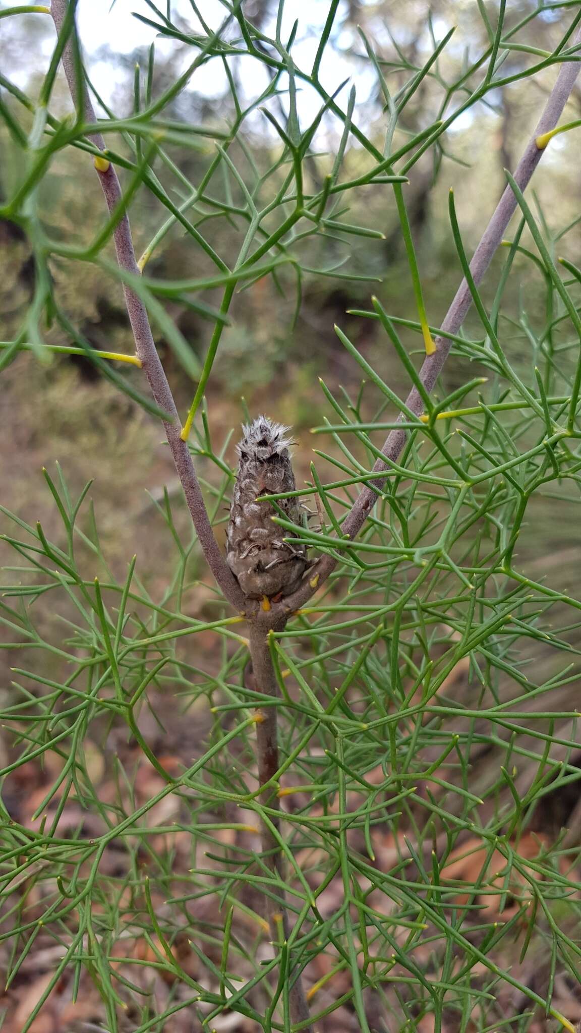 Image of Petrophile sessilis Sieber ex Schult.