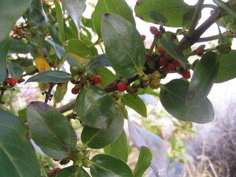 Image of Coprosma robusta Raoul