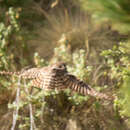 Image of Cinereous Owl