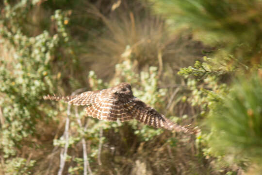 Image of Cinereous Owl