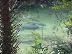 Image of Florida manatee