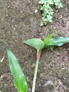 Image of Commelina paleata Hassk.