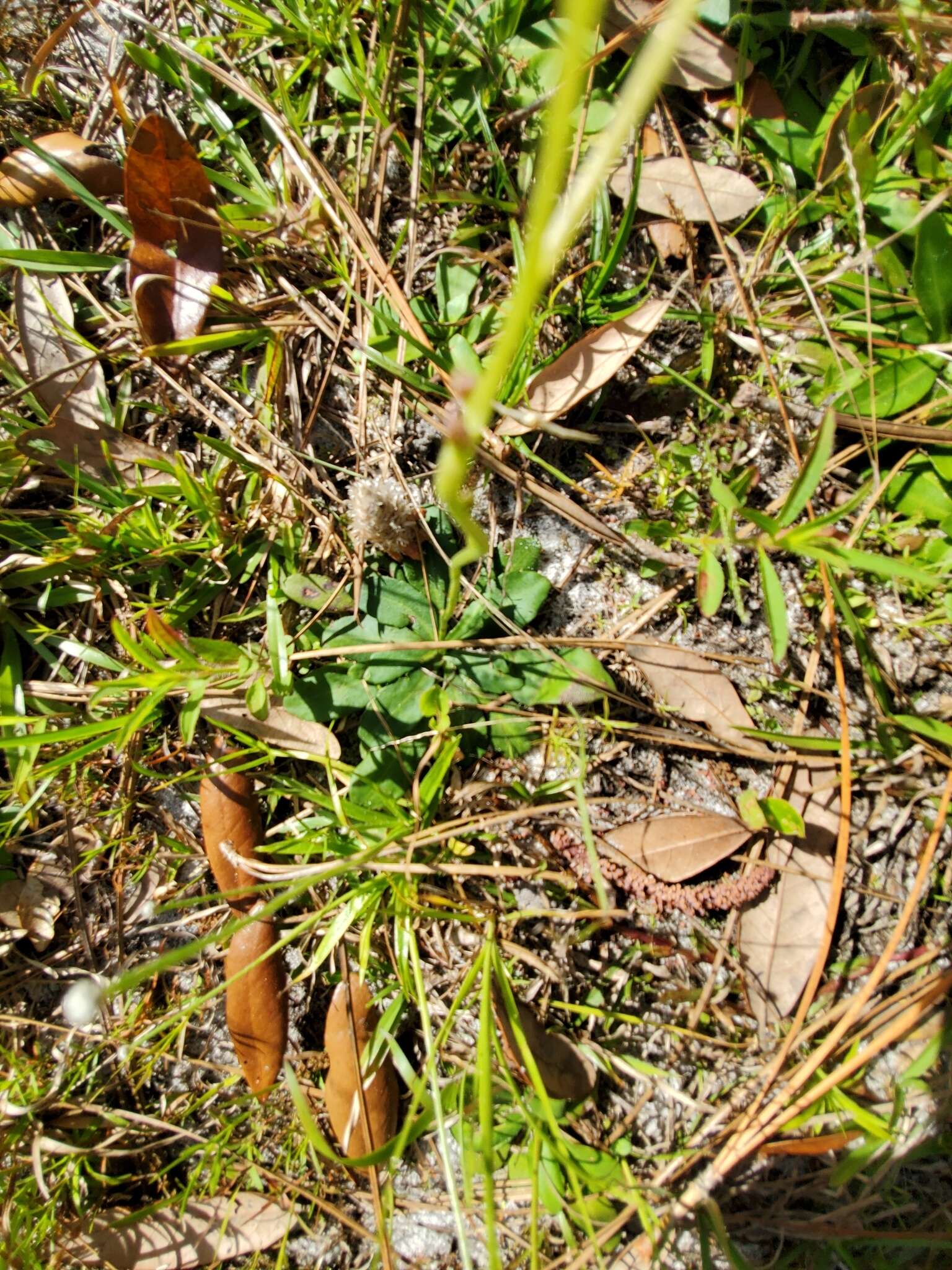 Image de Erigeron vernus (L.) Torr. & A. Gray