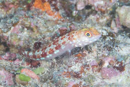 Image of Variegated lizardfish