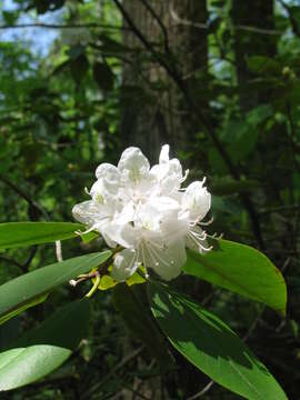 صورة Rhododendron carolinianum Rehder