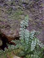 Image of limestone spleenwort