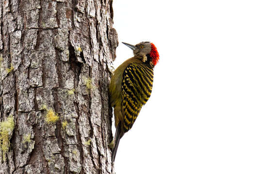 Image of Hispaniolan Woodpecker