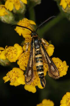 Image of Chamaesphecia leucoparea Lederer 1871