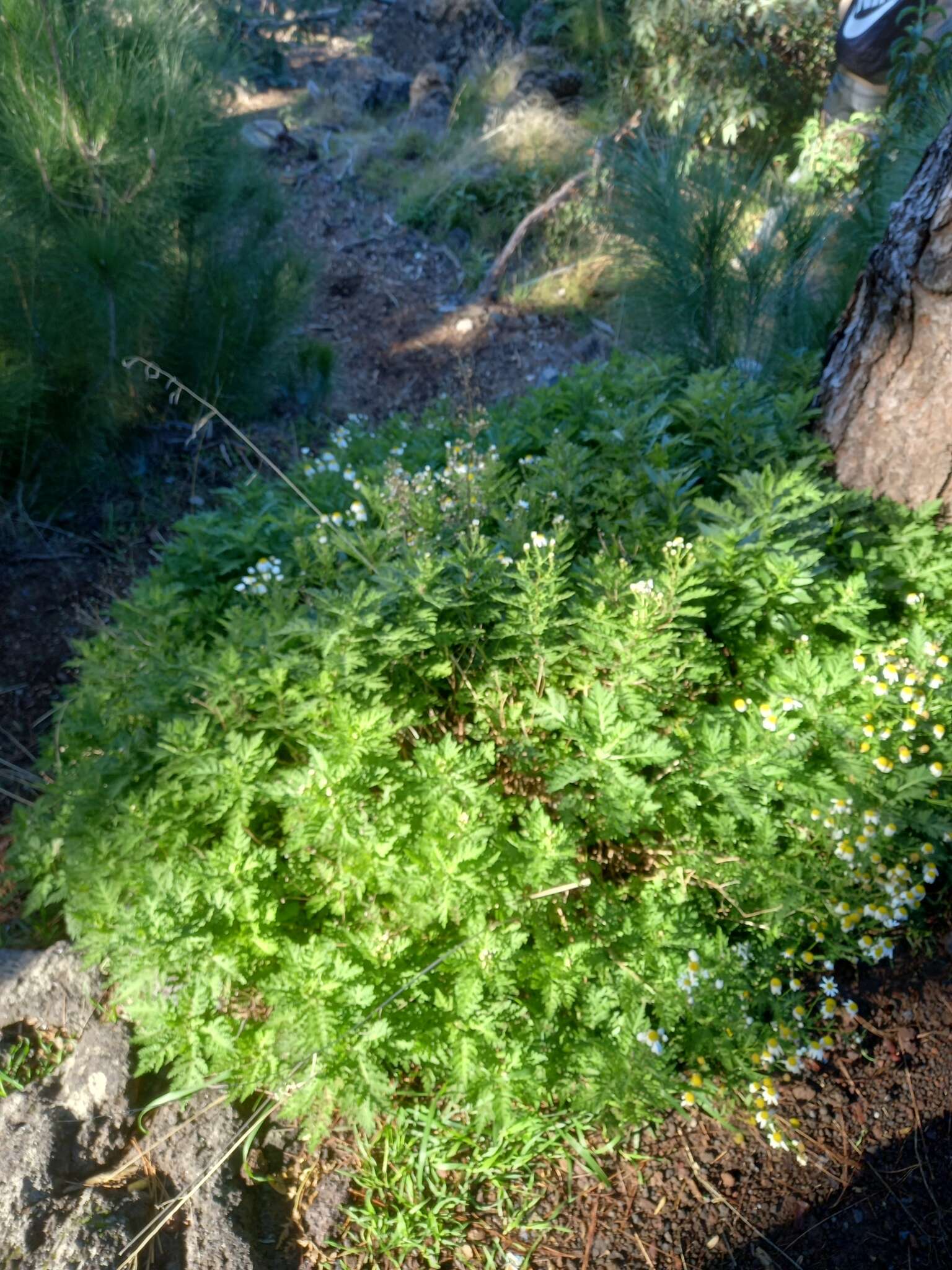 Argyranthemum adauctum subsp. adauctum的圖片