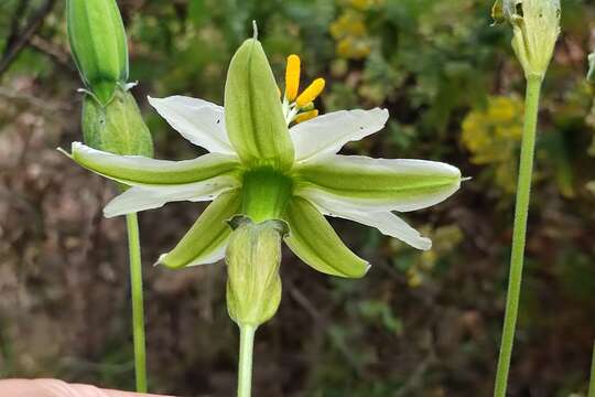 Passiflora peduncularis Cav.的圖片