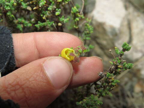 Image of Calceolaria inamoena Kränzl.